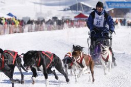 Lenk 2013